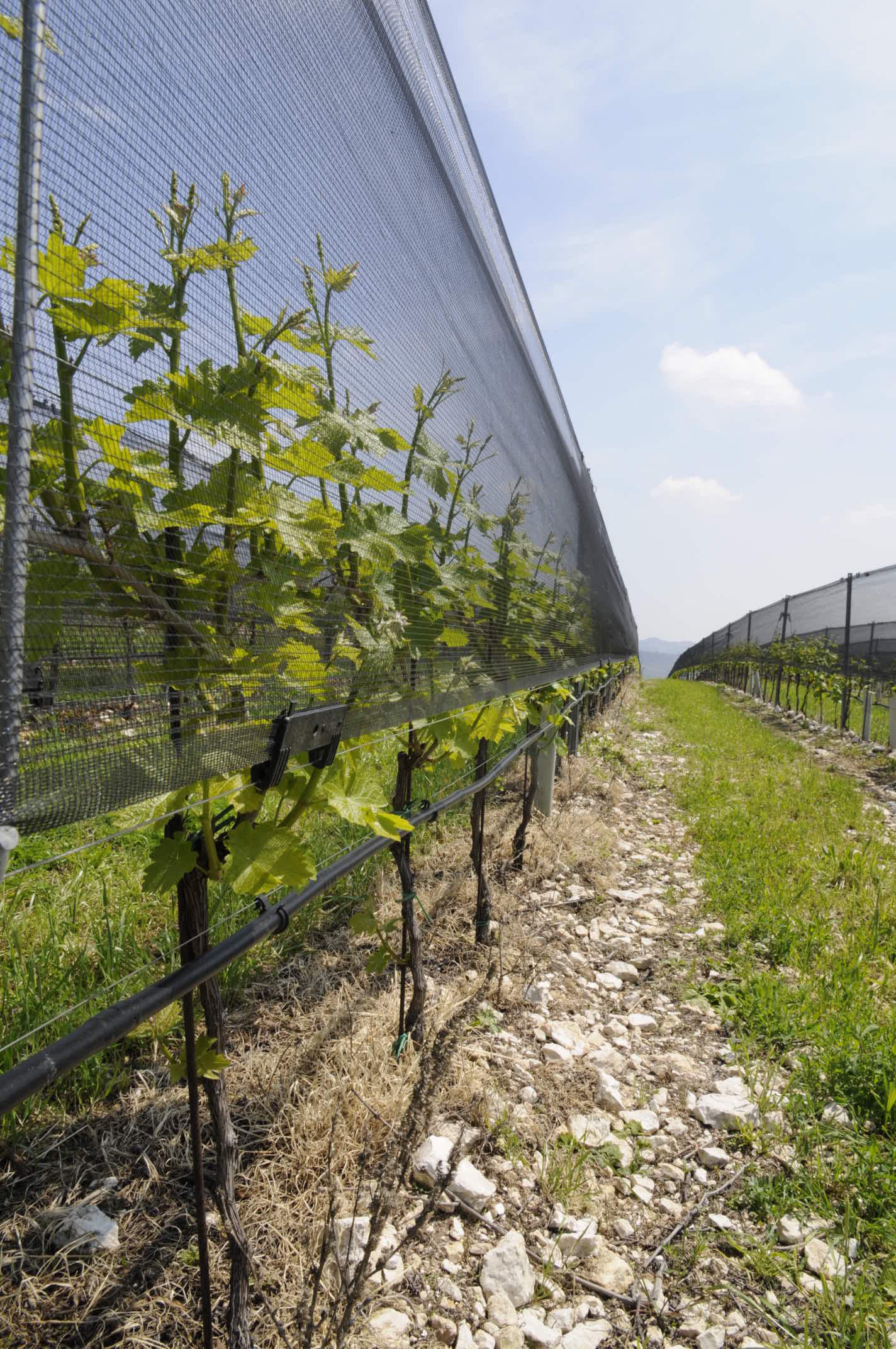 Vineyard Support System