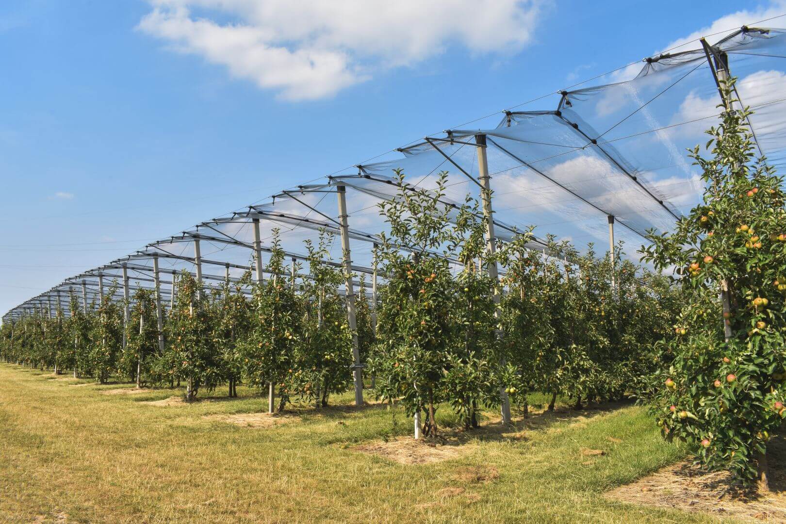 Standard Protect Hail System