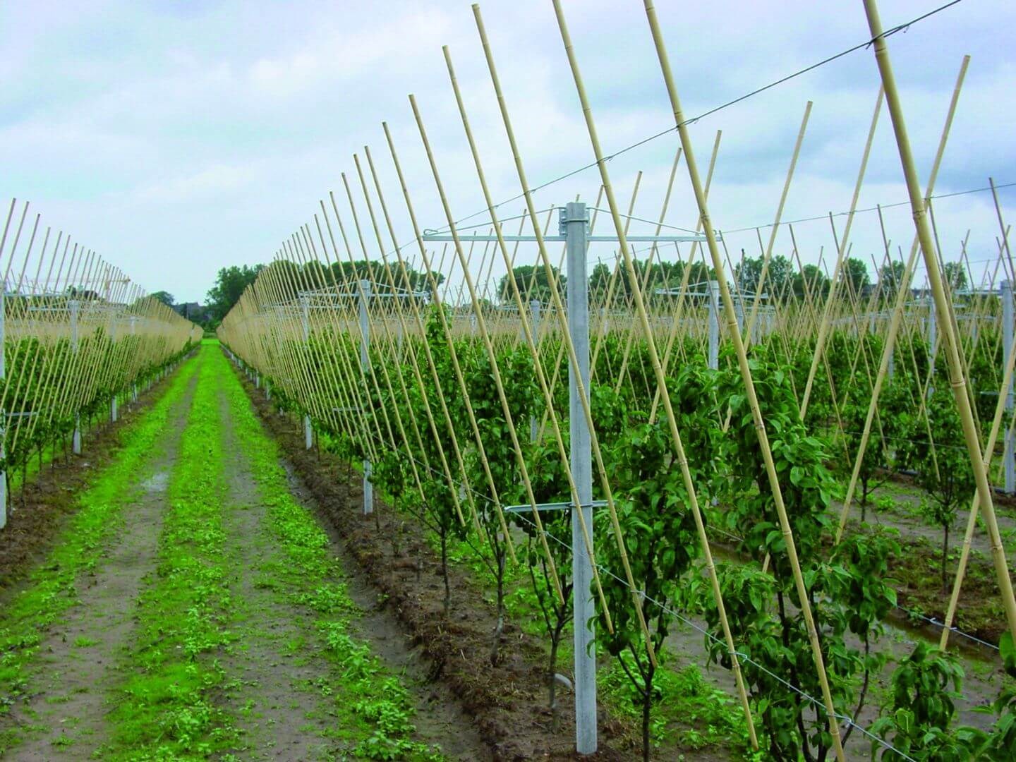 V-haag systeem voor peren