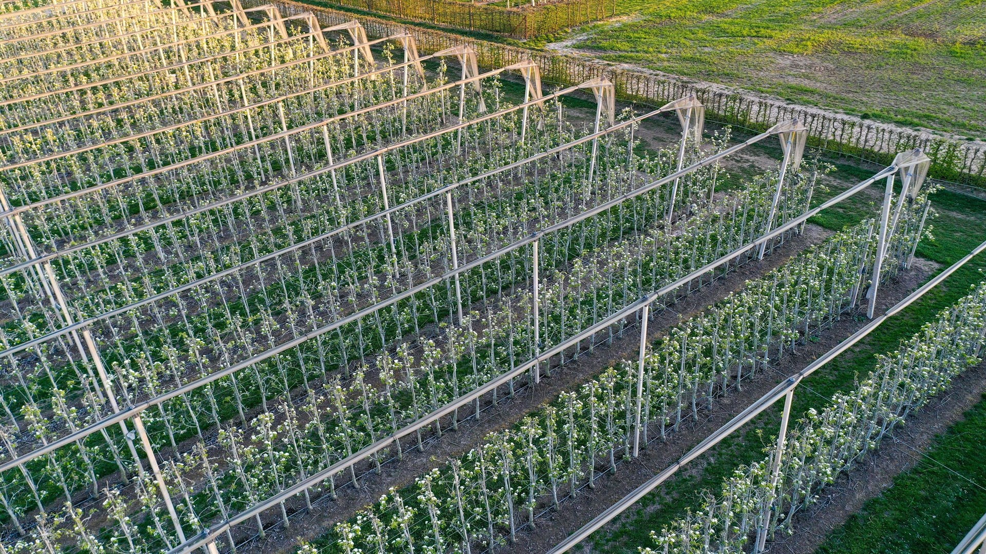 Luchtfoto van een hagelnetsysteem over Peren